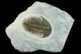 Longianda Trilobite - Issafen, Morocco #131285-1